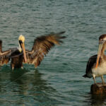 Pelican – Aruba - DileVale