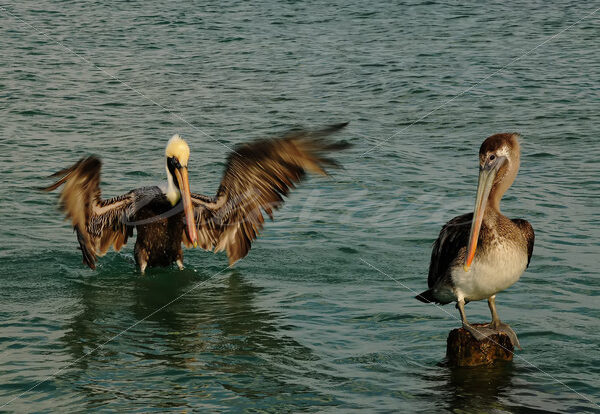 Pelican – Aruba - DileVale