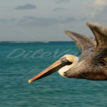 Pelican – Aruba - DileVale