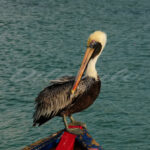 Pelican – Aruba - DileVale