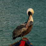 Pelican – Aruba - DileVale