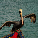 Pelican – Aruba - DileVale