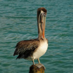 Pelican – Aruba - DileVale