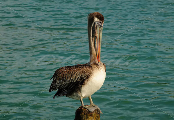 Pelican – Aruba - DileVale