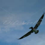 Pelican – Cancun - DileVale