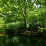 Pond – Washington Zoo - DileVale