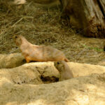 Prairie Dog – Washington Zoo - DileVale