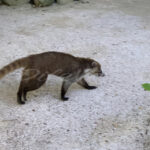 Racoon – Riviera Maya – Mexico - DileVale