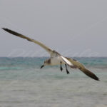 Seagull – Aruba - DileVale