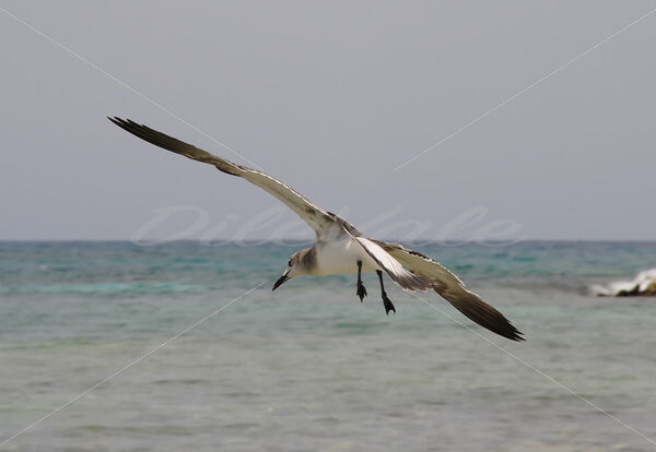 Seagull – Aruba - DileVale