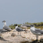Seagull – Aruba - DileVale