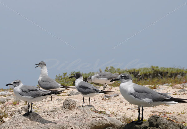 Seagull – Aruba - DileVale