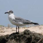 Seagull – Aruba - DileVale