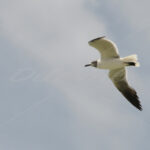 Seagull – Aruba - DileVale