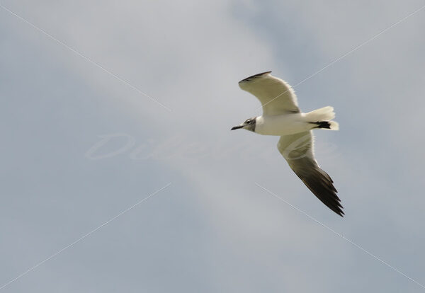 Seagull – Aruba - DileVale