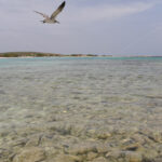 Seagull – Aruba - DileVale