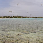 Seagull – Aruba - DileVale