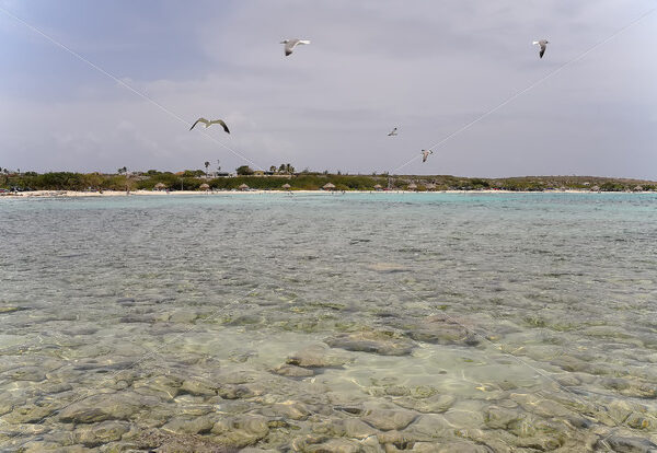 Seagull – Aruba - DileVale