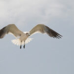 Seagull – Aruba - DileVale