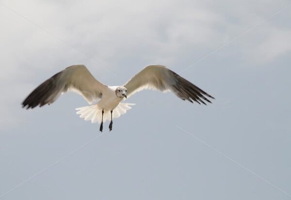 Seagull – Aruba - DileVale