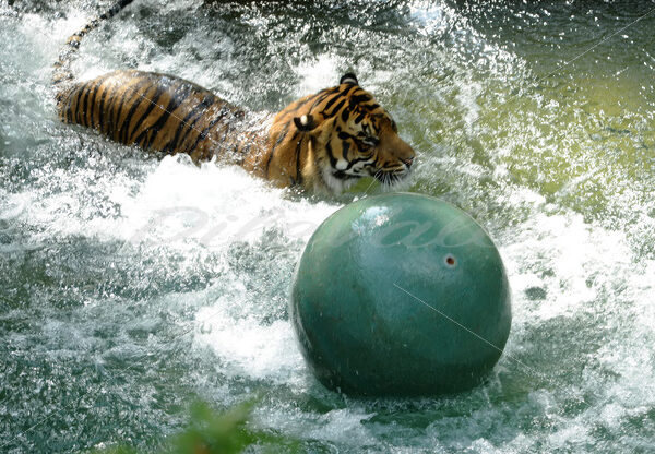 Tiger – Washington Zoo - DileVale