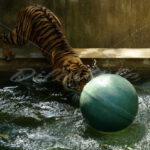 Tiger – Washington Zoo - DileVale