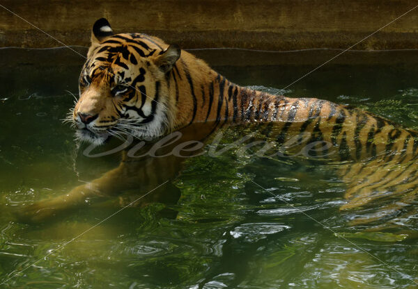 Tiger – Washington Zoo - DileVale