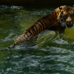Tiger – Washington Zoo - DileVale