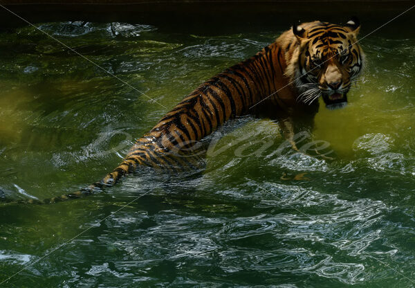 Tiger – Washington Zoo - DileVale