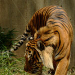 Tiger – Washington Zoo - DileVale