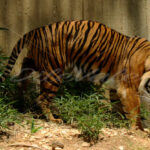 Tiger – Washington Zoo - DileVale