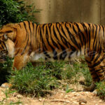 Tiger – Washington Zoo - DileVale