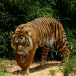 Tiger – Washington Zoo - DileVale