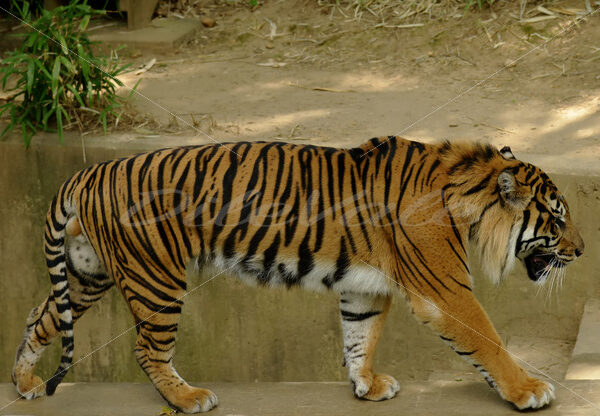 Tiger – Washington Zoo - DileVale