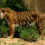 Tiger – Washington Zoo - DileVale