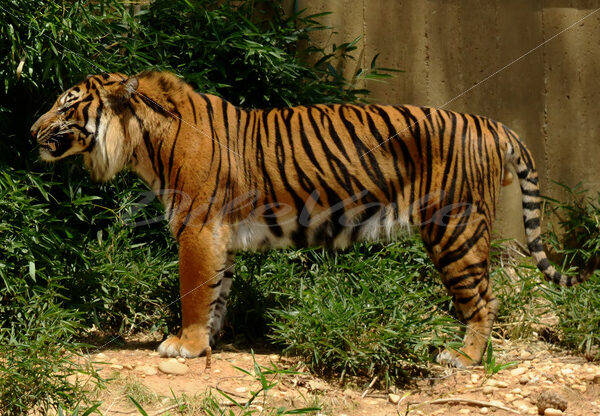 Tiger – Washington Zoo - DileVale