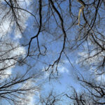 Tree Branches - DileVale