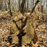 Tree Trunk - DileVale