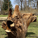 Tree Trunk - DileVale