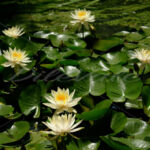 Water Lilies – Washington Zoo - DileVale