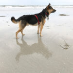 Wildwood Beach – New Jersey - DileVale